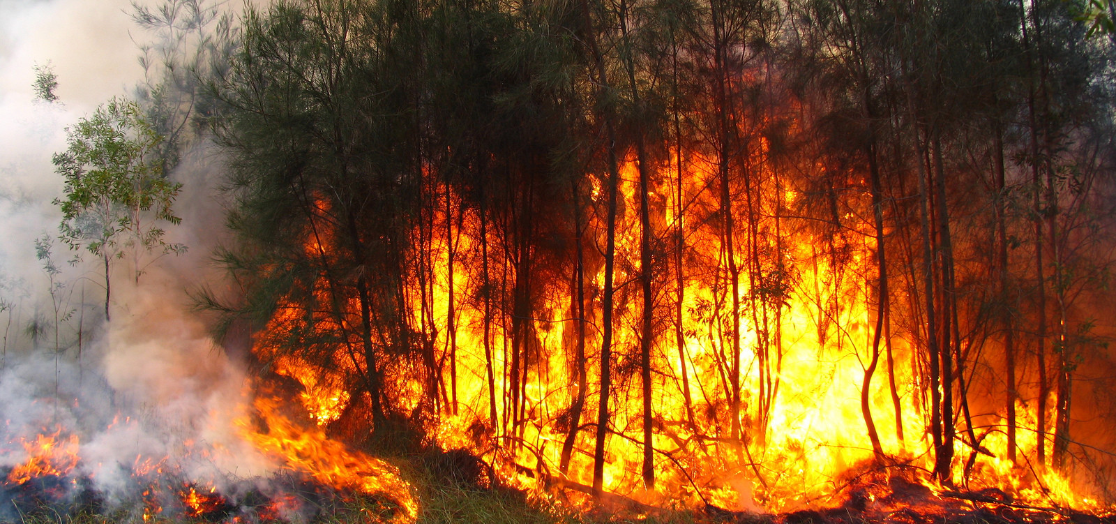 Santa Catarina tem aumento de 400% de incêndios em vegetação em 2020