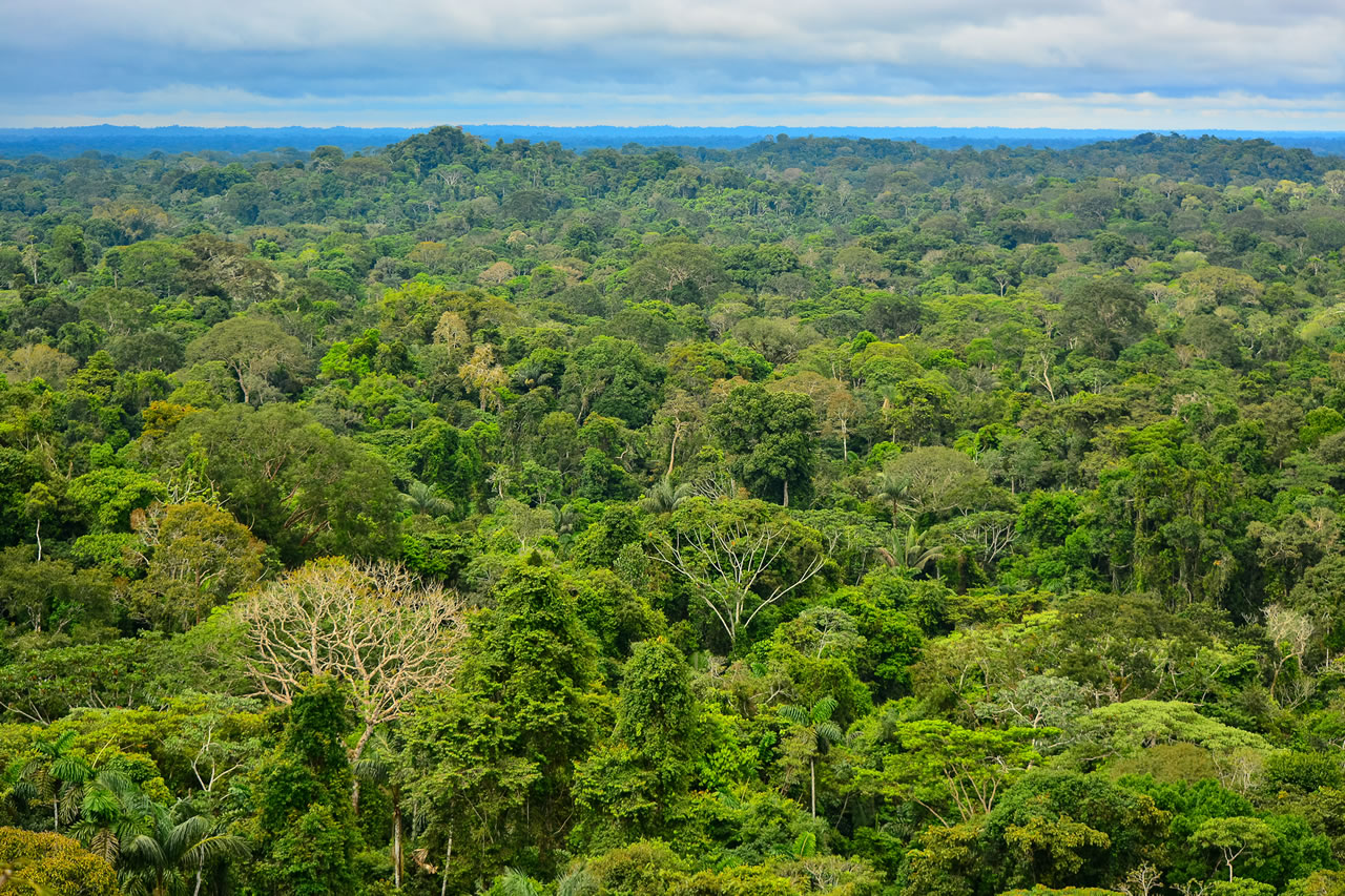 Amazônia corre risco de deixar de ser floresta tropical e virar savana