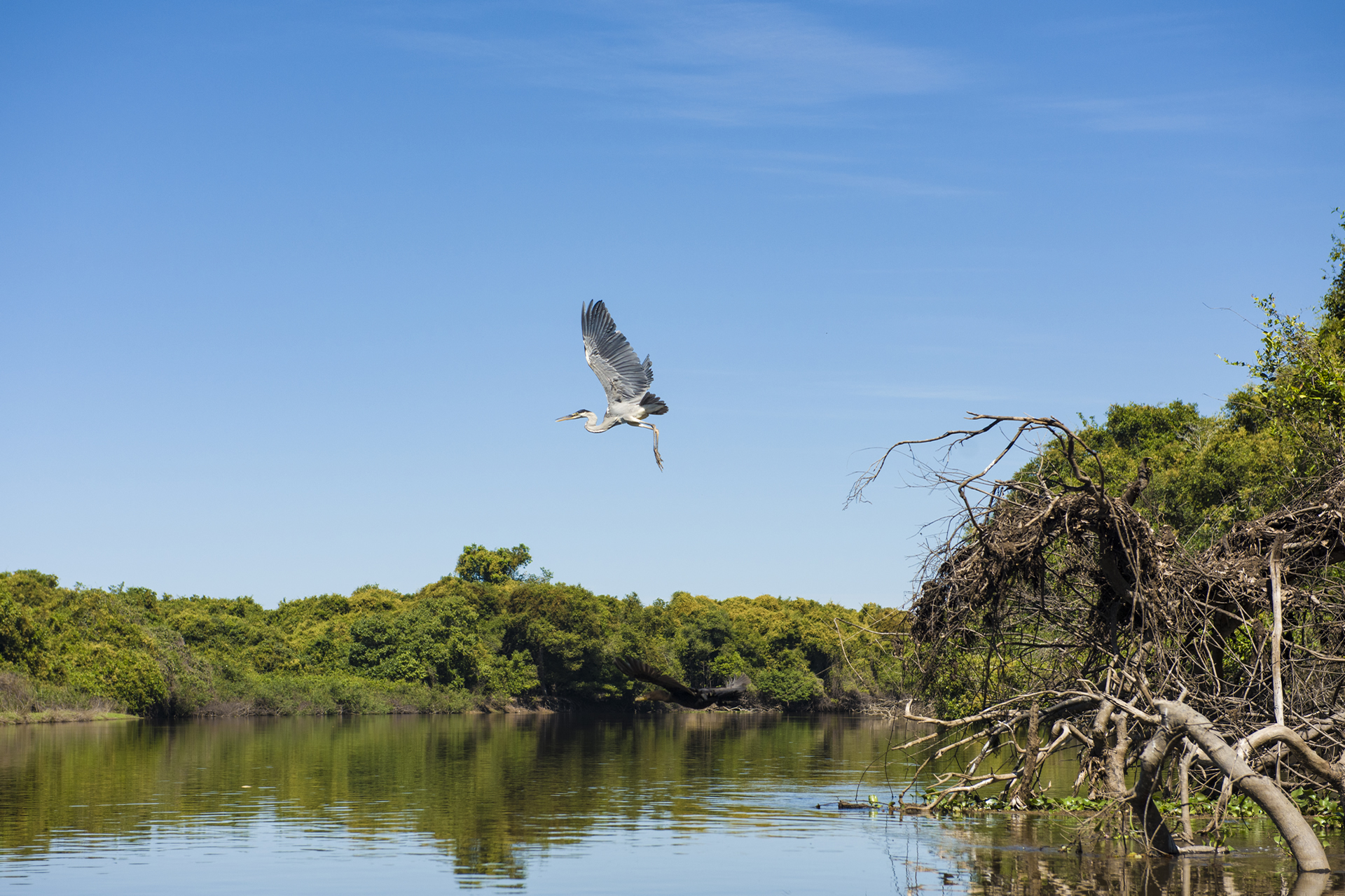 Pesquisa realizada no Sesc Pantanal identifica impactos na fauna da região atingida pelas queimadas