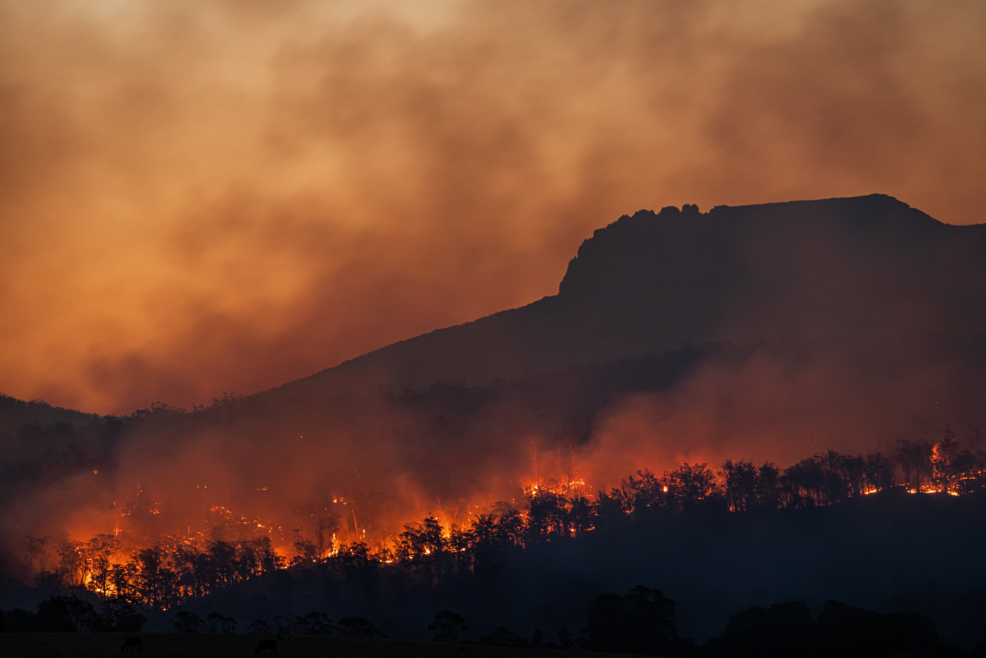 Seca e incêndios causaram o desaparecimento de 3 bilhões de árvores na Amazônia em três anos