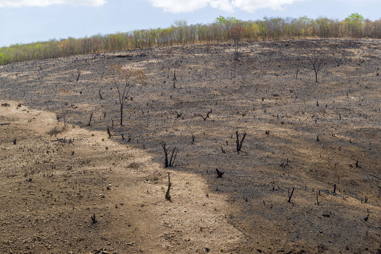 Desmatamento da Caatinga aumenta risco de desertificação, aponta MapBiomas