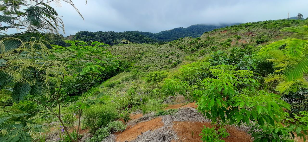 Gestão e tecnologia são fundamentais para melhorar a qualidade do reflorestamento de áreas degradadas
