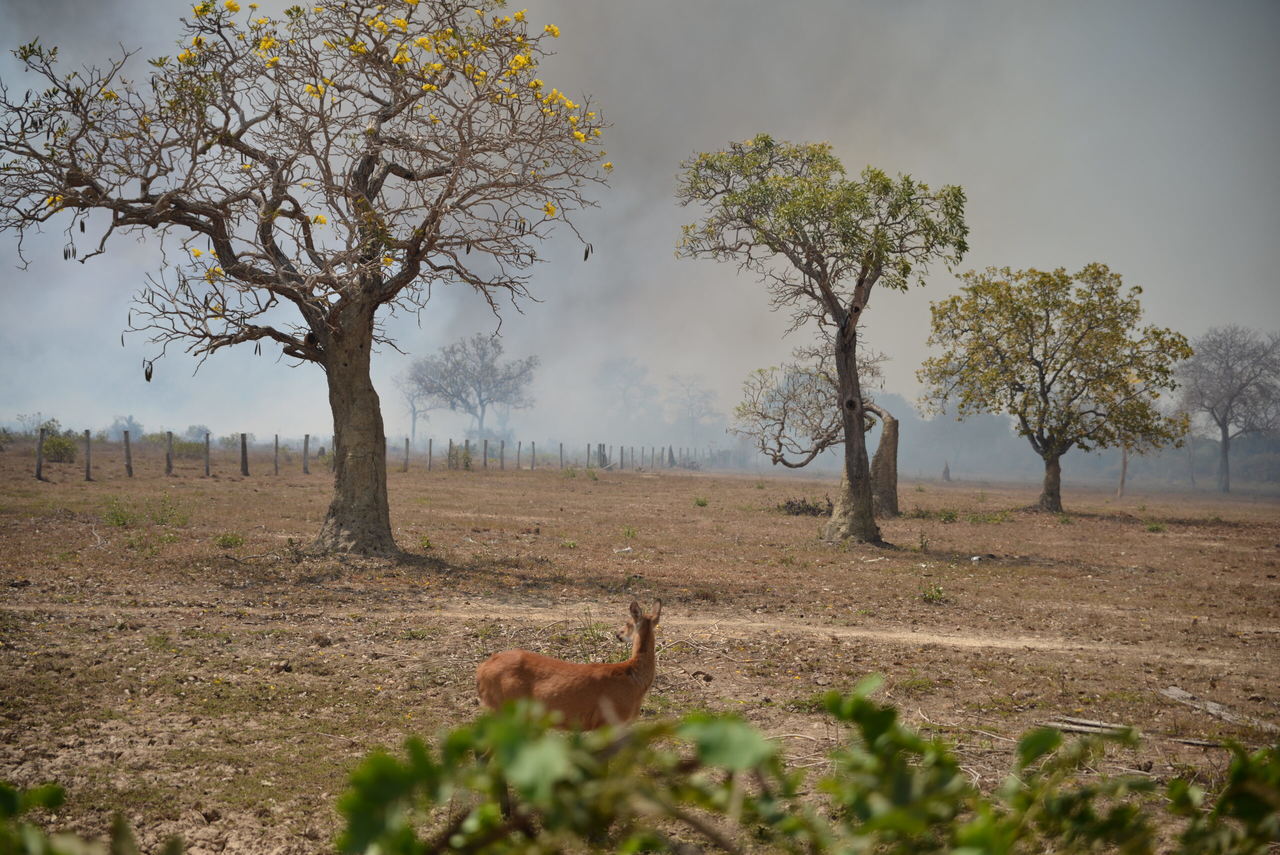 Pantanal tem redução de queimadas em 2022 - Revista Incêndio