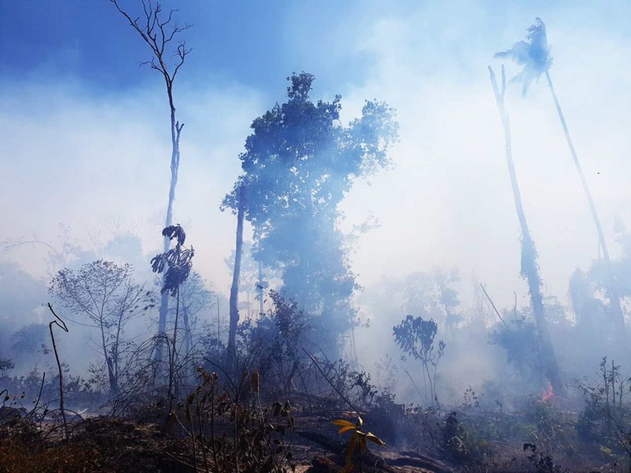 O que é a “temporada do fogo” na Amazônia e por que ela existe - RMAI