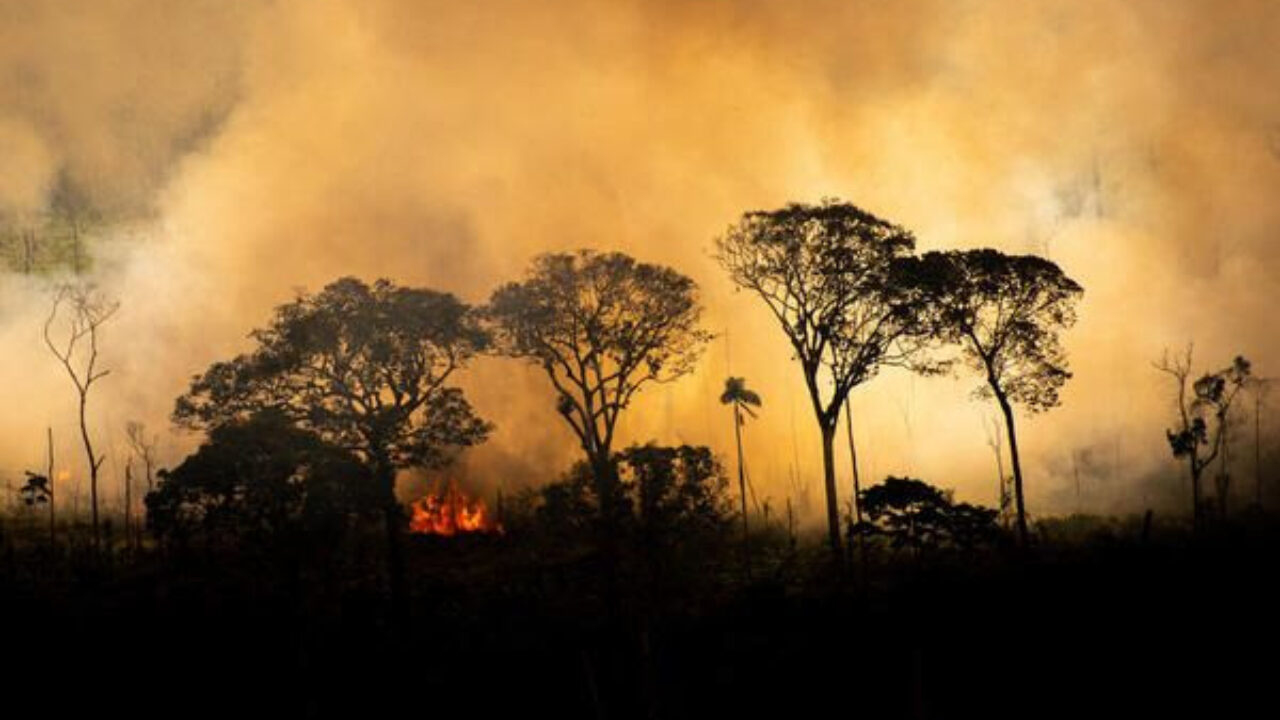 Queimadas e incêndios no Cerrado: biólogo do CEUB explica a dinâmica do fogo e seus impactos - Revista Incêndio