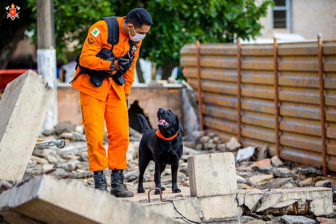 Parceria entre cães e bombeiros é exitosa em operações de alta complexidade - Revista Incêndio